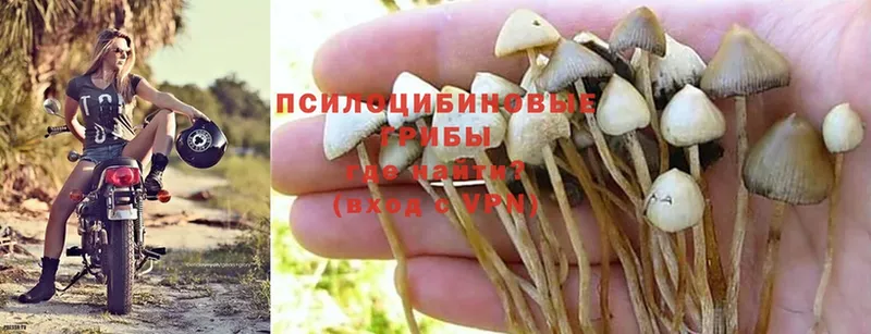 Галлюциногенные грибы Cubensis  Электросталь 